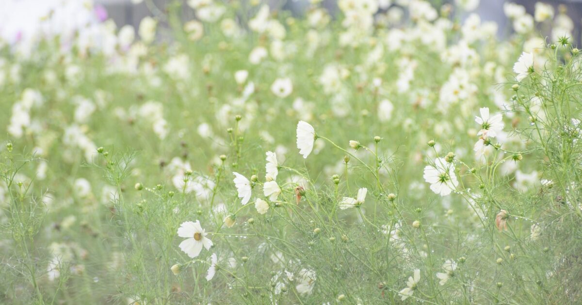名古屋市名東区のアロマサロンHotoriで使用するメディカルアロマをイメージしたお花の風景